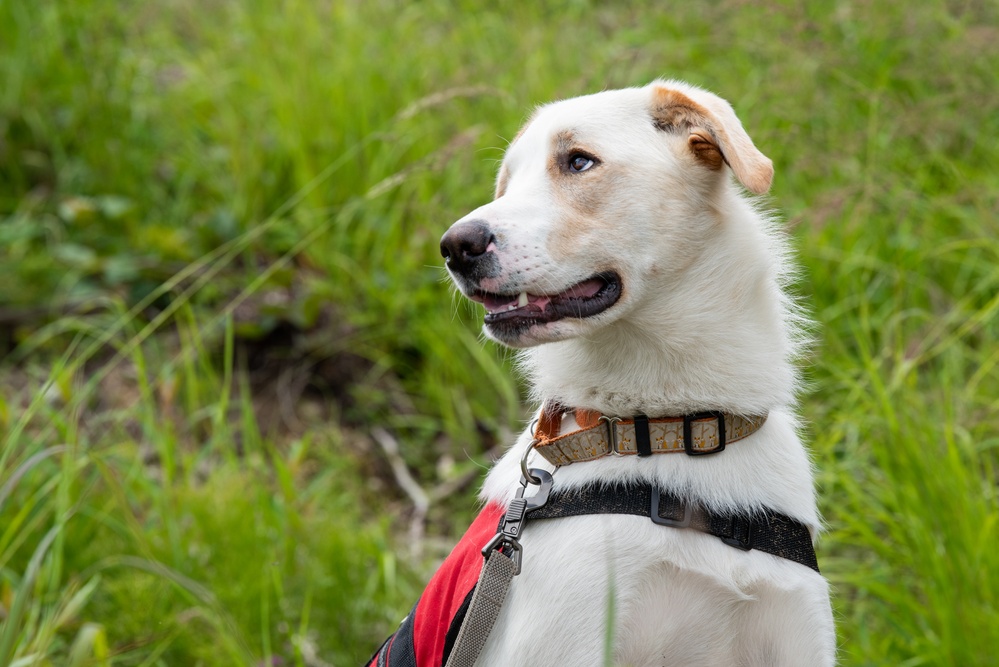 JBER provides K9 TCCC training for military, non-military service dogs