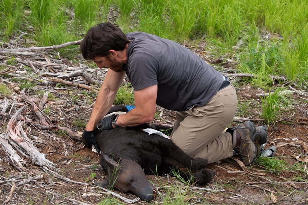 JBER provides K9 TCCC training for military, non-military service dogs