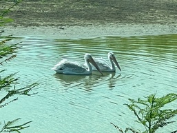 Corps of Engineers partners with federal, state organizations for wildlife rescue