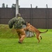 155th Emergency Management works with K-9 Unit at Yokota Air Base