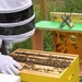 The buzz of Cordell Hull Lake: USACE’s new pollination effort