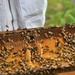 The buzz of Cordell Hull Lake: USACE’s new pollination effort