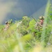U.S. Marines, Partner Nations