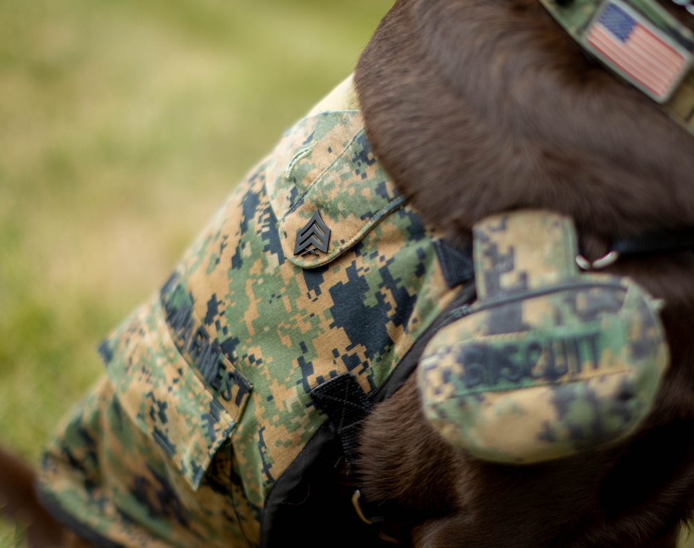Walter Reed Facility Dog Gets Promotion
