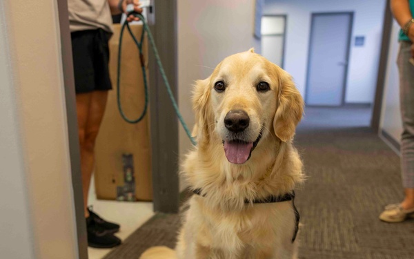 Therapy Dog Ready to Serve