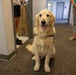 Therapy dog visits Joint Base Pearl Harbor-Hickam