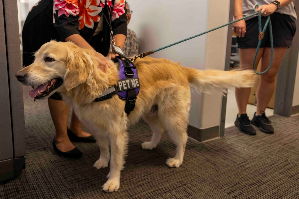 Therapy dog visits Joint Base Pearl Harbor-Hickam