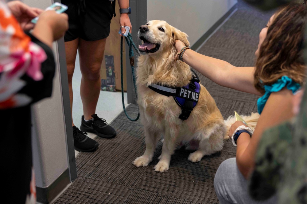 Therapy dog visits Joint Base Pearl Harbor-Hickam