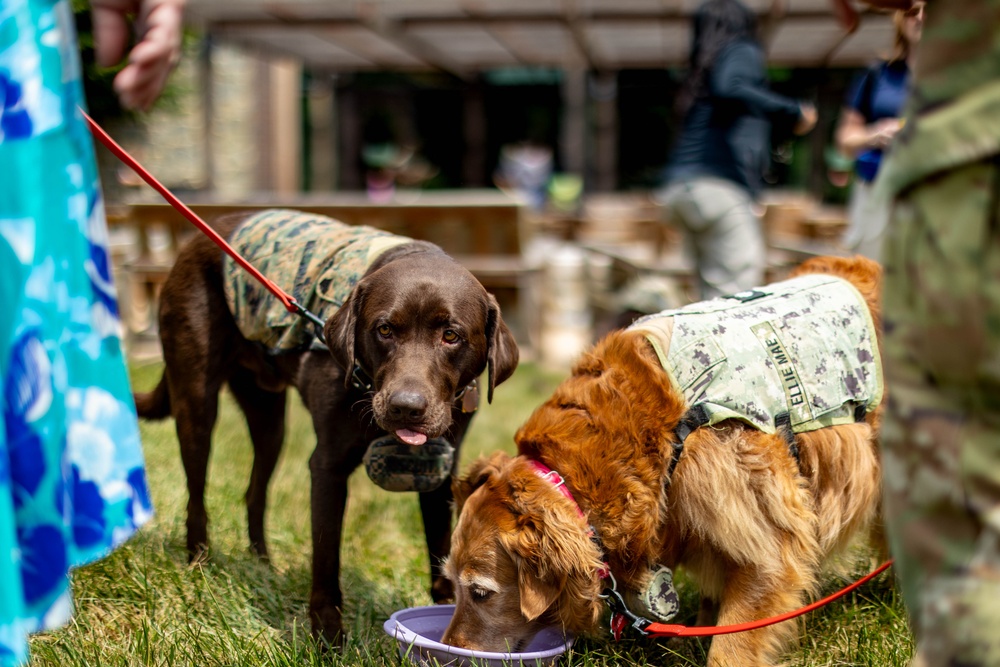 Walter Reed Facility Dog Gets Promotion