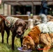 Walter Reed Facility Dog Gets Promotion