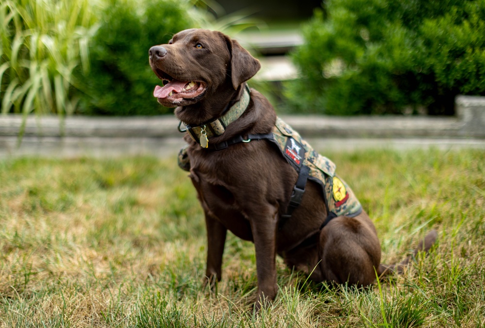 Walter Reed Facility Dog Gets Promotion