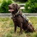 Walter Reed Facility Dog Gets Promotion