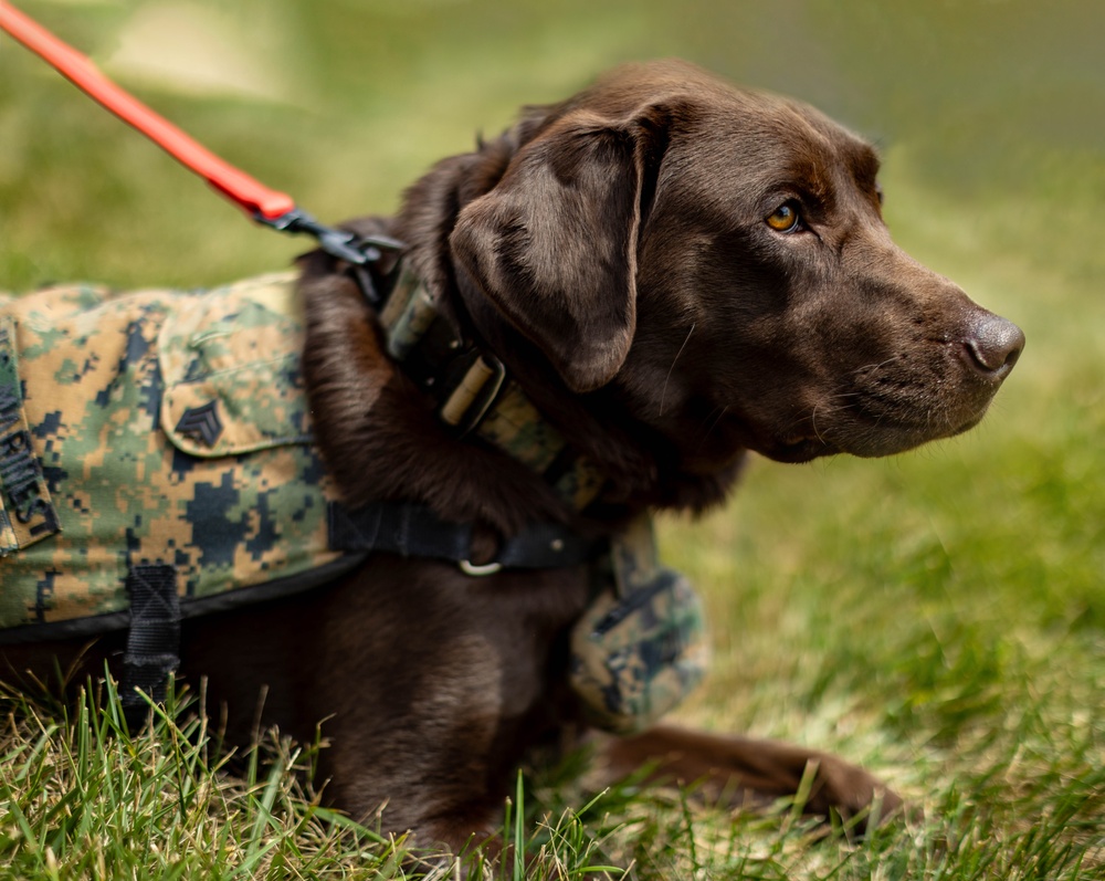 Walter Reed Facility Dog Receives Promotion