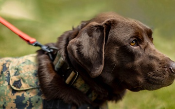 Walter Reed Facility Dog Receives Promotion