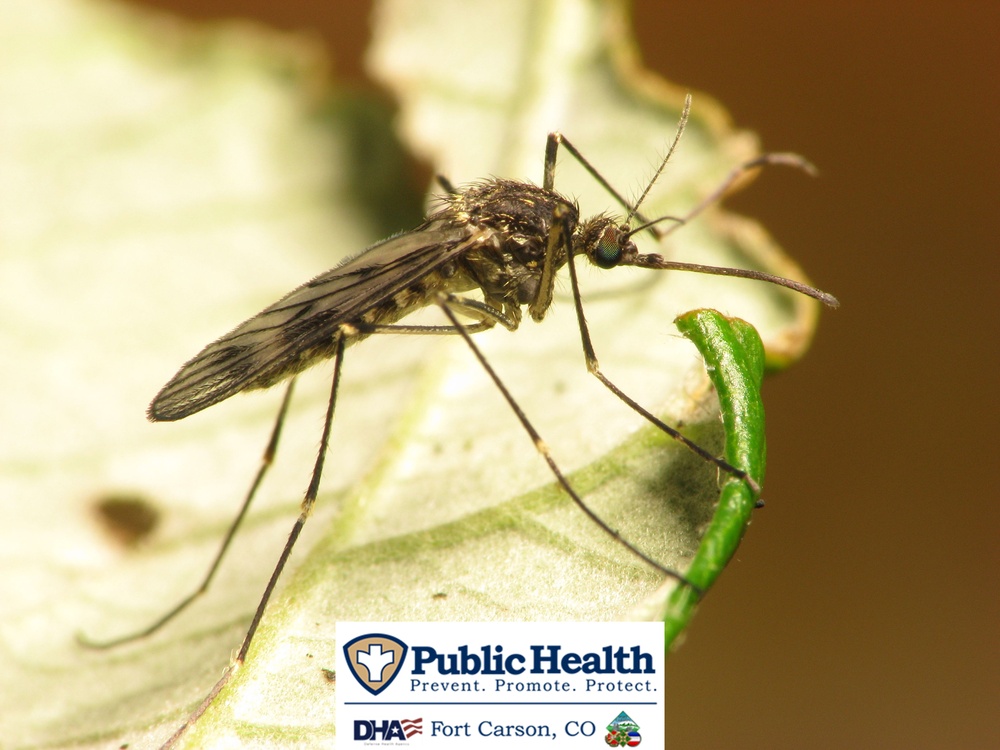 Take precautions against West Nile Virus