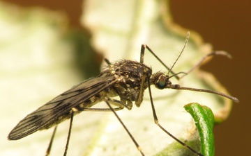 Take steps to prevent West Nile Virus