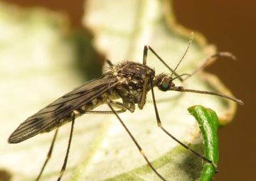Take steps to prevent West Nile Virus
