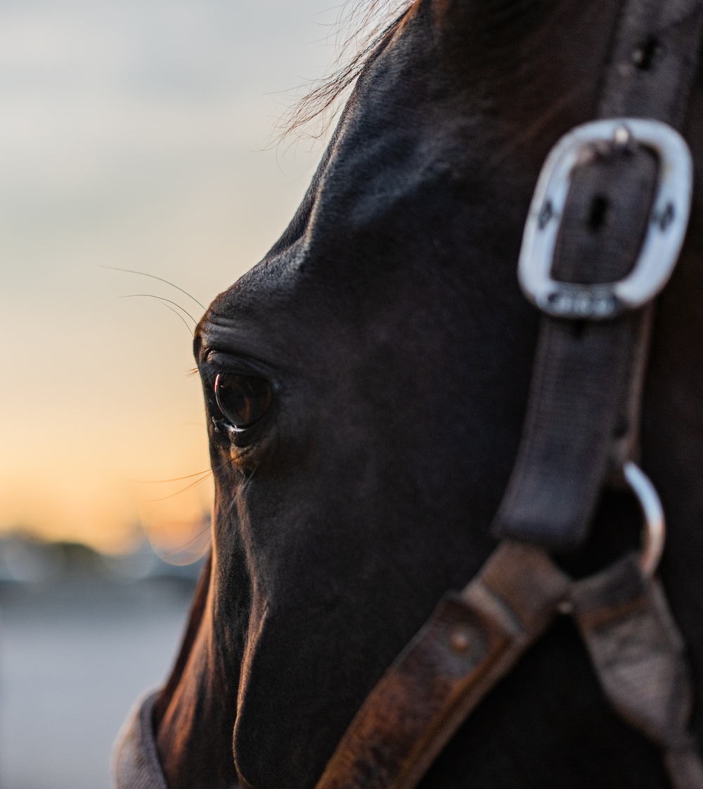 Big Red One Returns to Cheyenne Frontier Days