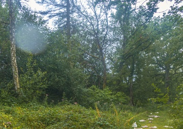 Eifel Krabben IED Lane