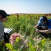 Monarch Migration: Winged Wonders on the Move
