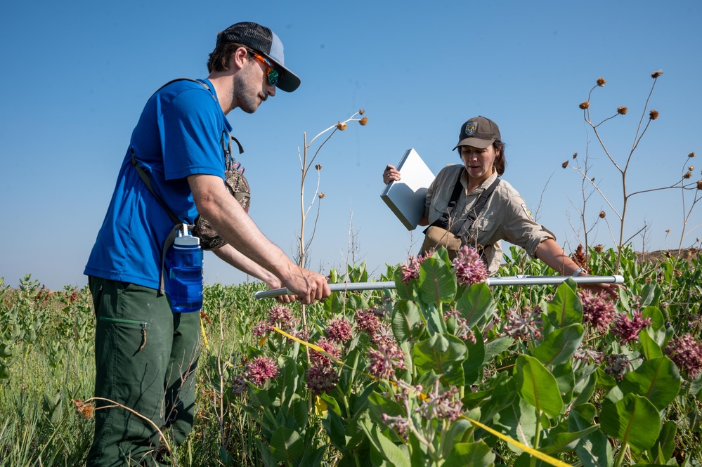 Monarch Migration: Winged Wonders on the Move