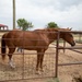 1st Cav Horse Detachment inside look (image 1of 6)