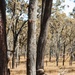 1st Recon. Bn., Australian Army conduct fire, maneuver drills