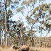 1st Recon Bn., Australian Army conduct fire, maneuver drills