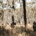 1st Recon Bn., Australian Army conduct fire, maneuver drills