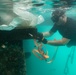 Army Divers Train with South Korean Under Water Demolition Team