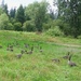 Restored Fish and Wildlife Habitat Officially Reopens at Lake Ballinger