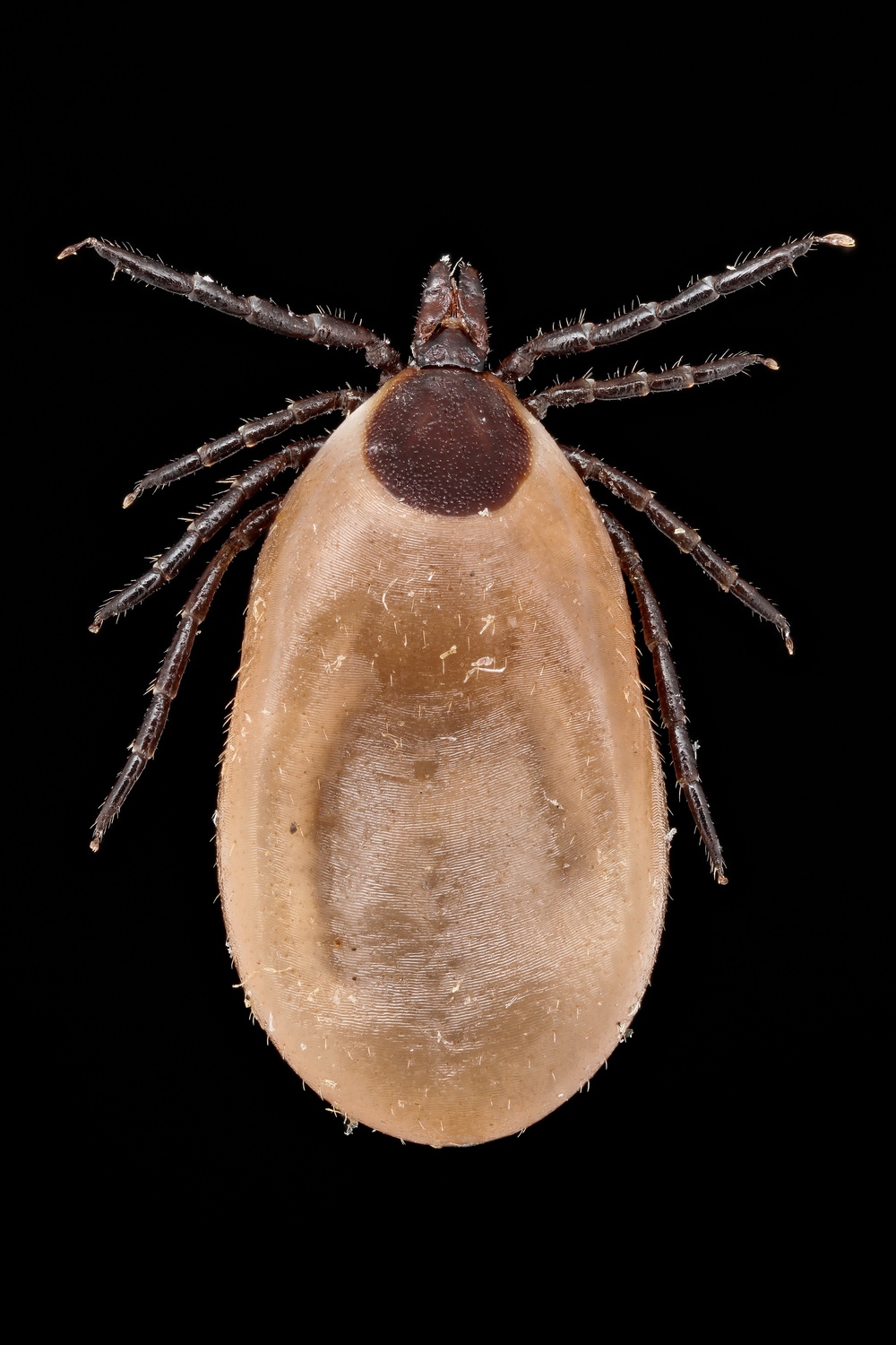 Blacklegged, or Deer, Ticks Can be Vectors for a Parasitic Disease