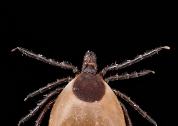 Blacklegged, or Deer, Ticks Can be Vectors for a Parasitic Disease