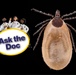 Ask the Doc: How Can I Protect My Family and Buddies from Ticks?