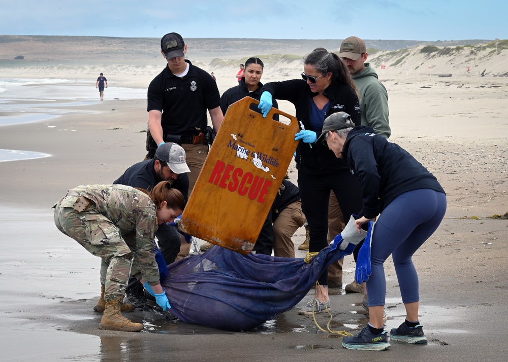 DVIDS - Images - Sea Lions at VSFB Show Signs of Domoic Acid Poisoning