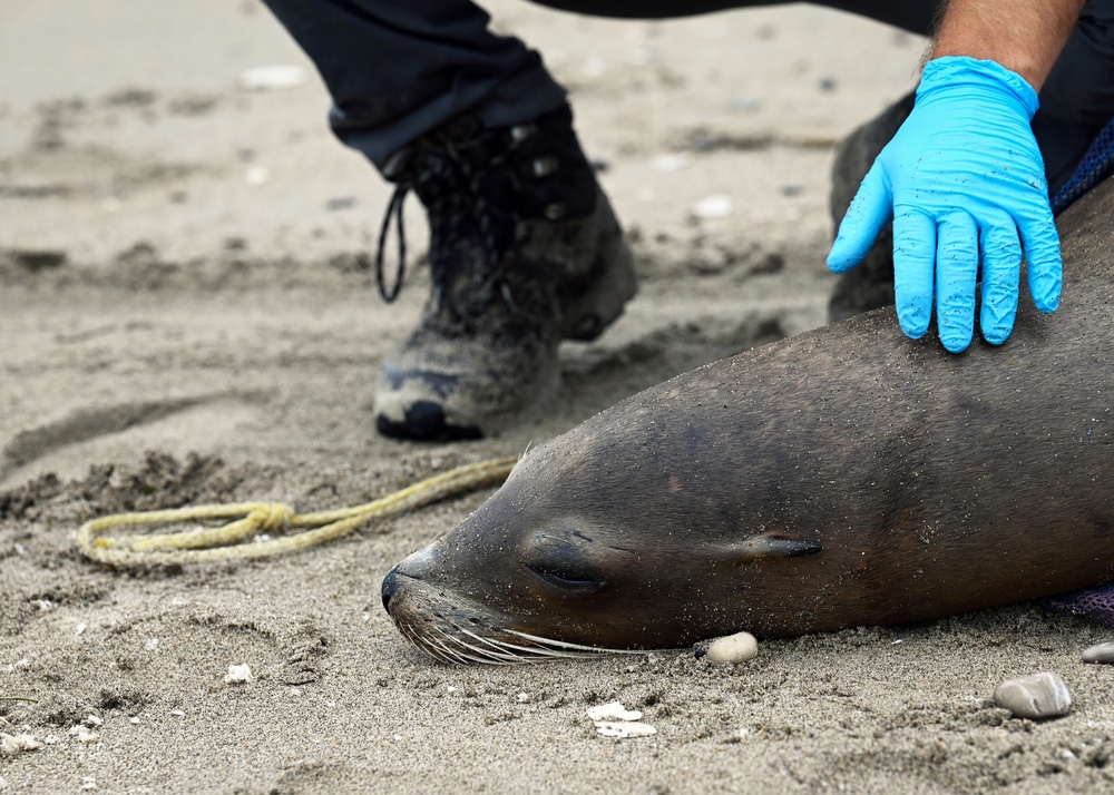 VSFB Environmental Team Surveys Sea Lions at Base Beaches