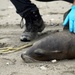 VSFB Environmental Team Surveys Sea Lions at Base Beaches