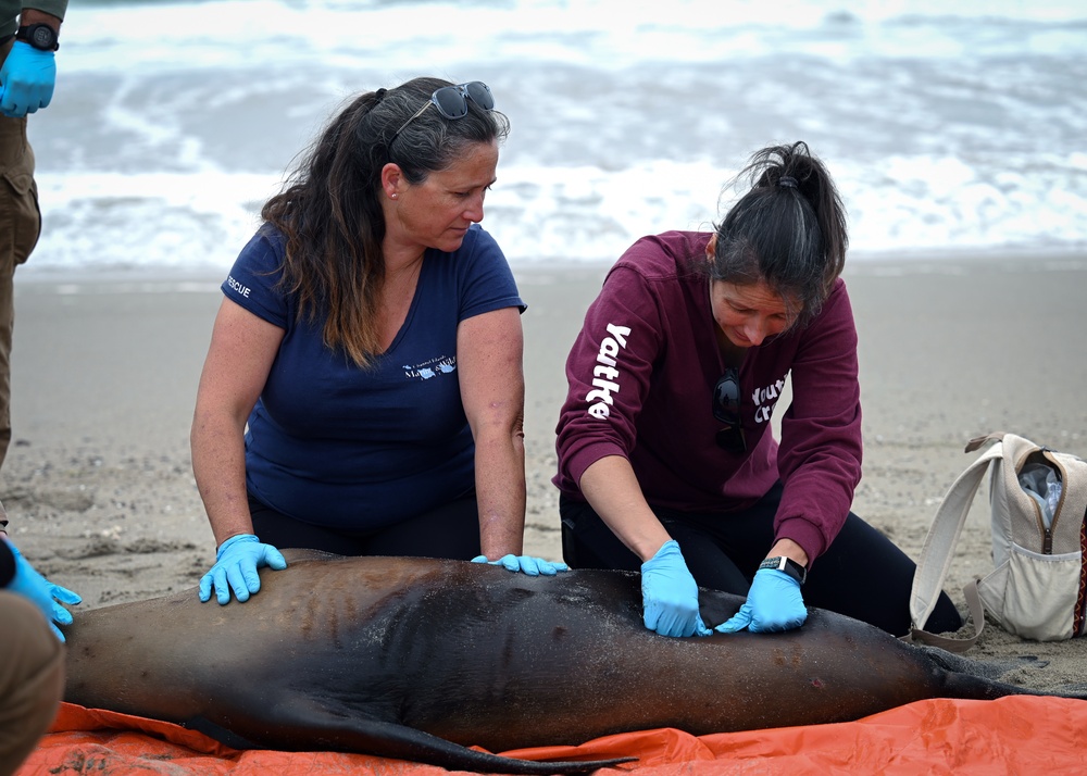 VSFB Environmental Team Surveys Sea Lions at Base Beaches