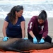 VSFB Environmental Team Surveys Sea Lions at Base Beaches