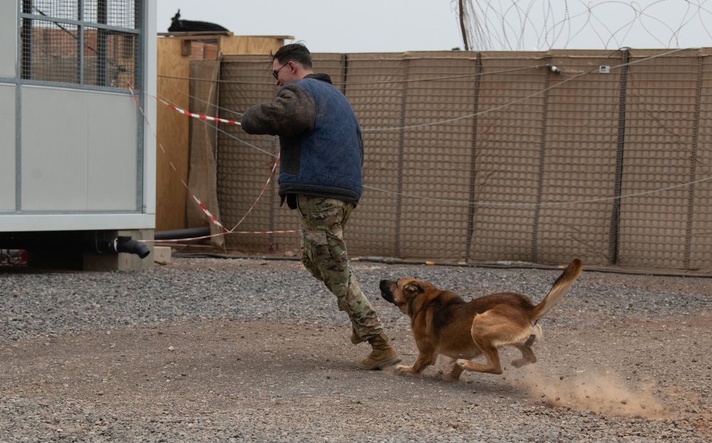 Canine bite training at Chabelley Airfield