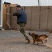 Canine bite training at Chabelley Airfield