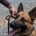 Canine bite training at Chabelley Airfield