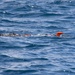 RD24 | 9th ESB, EODMU-1 Deploy an Unmanned Underwater Vehicle