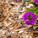 Tyndall showcases landscape design and resilient planting