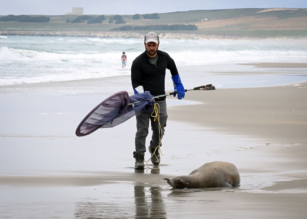 VSFB Environmental Team Surveys Sea Lions at Base Beaches