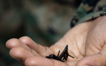 12th MLR Marines Make History as First to Achieve Non-Commissioned Officer Ranks on Camp Ishigaki During RD24