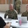 Operation Combined Victory: SFAB warfighting laboratory