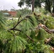 Tropical Cyclone Debby at Hunter Army Airfield