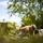 Koa Moana 24: EOD Sweeps for WWII Unexploded Ordnance Koa Moana 24: EOD Sweeps for WWII Unexploded Ordnance