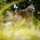 Koa Moana 24: EOD Sweeps for WWII Unexploded Ordnance Koa Moana 24: EOD Sweeps for WWII Unexploded Ordnance
